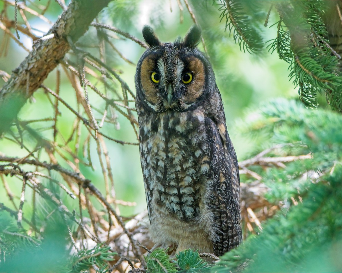 Long-eared Owl - ML638618029