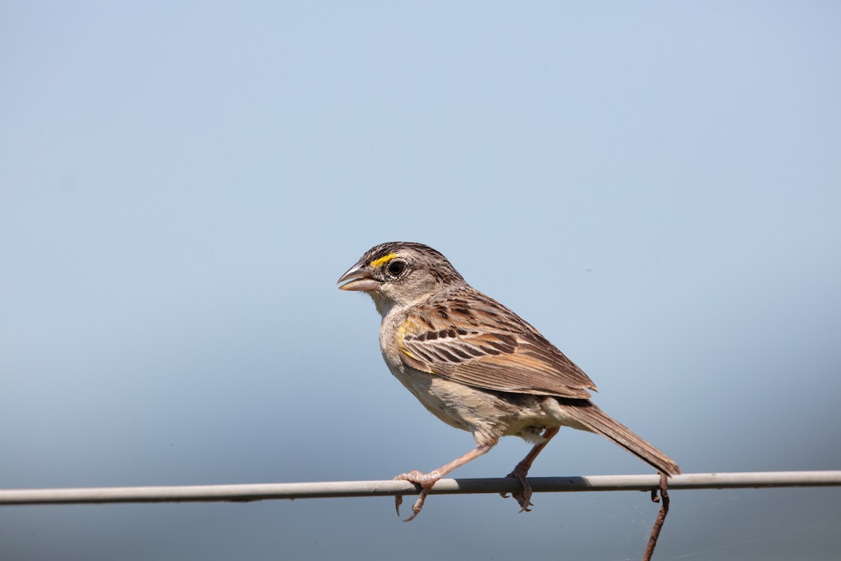 Grassland Sparrow - ML638618046