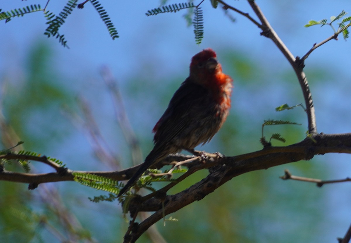 House Finch - ML638618050