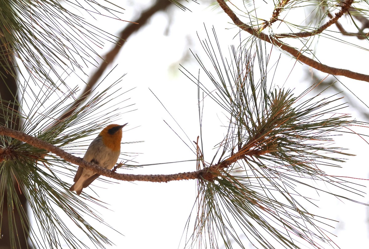 Olive Warbler - ML638618051