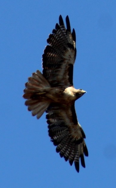 Red-tailed Hawk - ML638618063