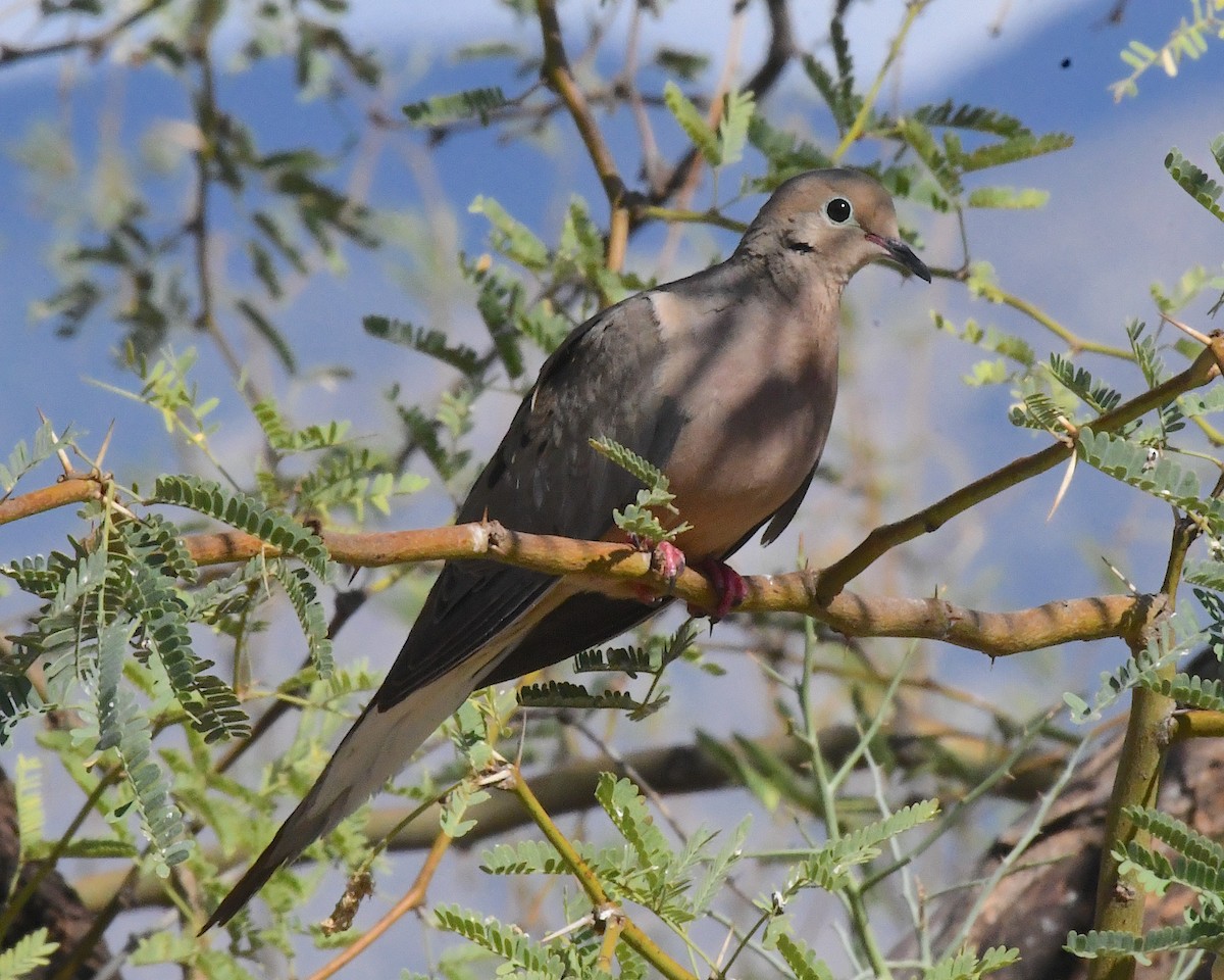 Mourning Dove - ML638618070