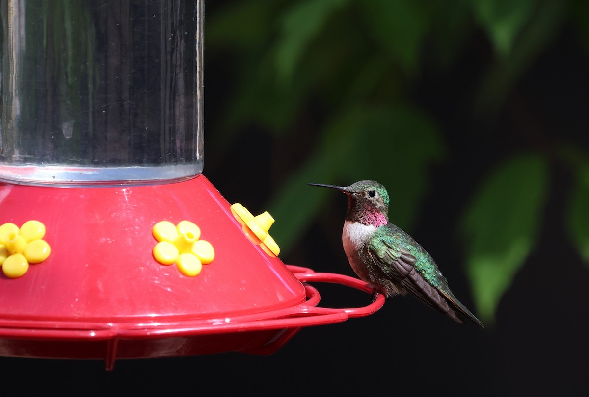Broad-tailed Hummingbird - ML638618076