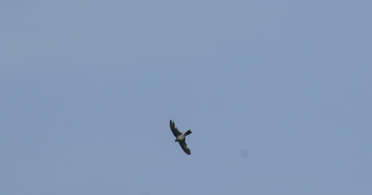 Cave Swiftlet - ML638618081