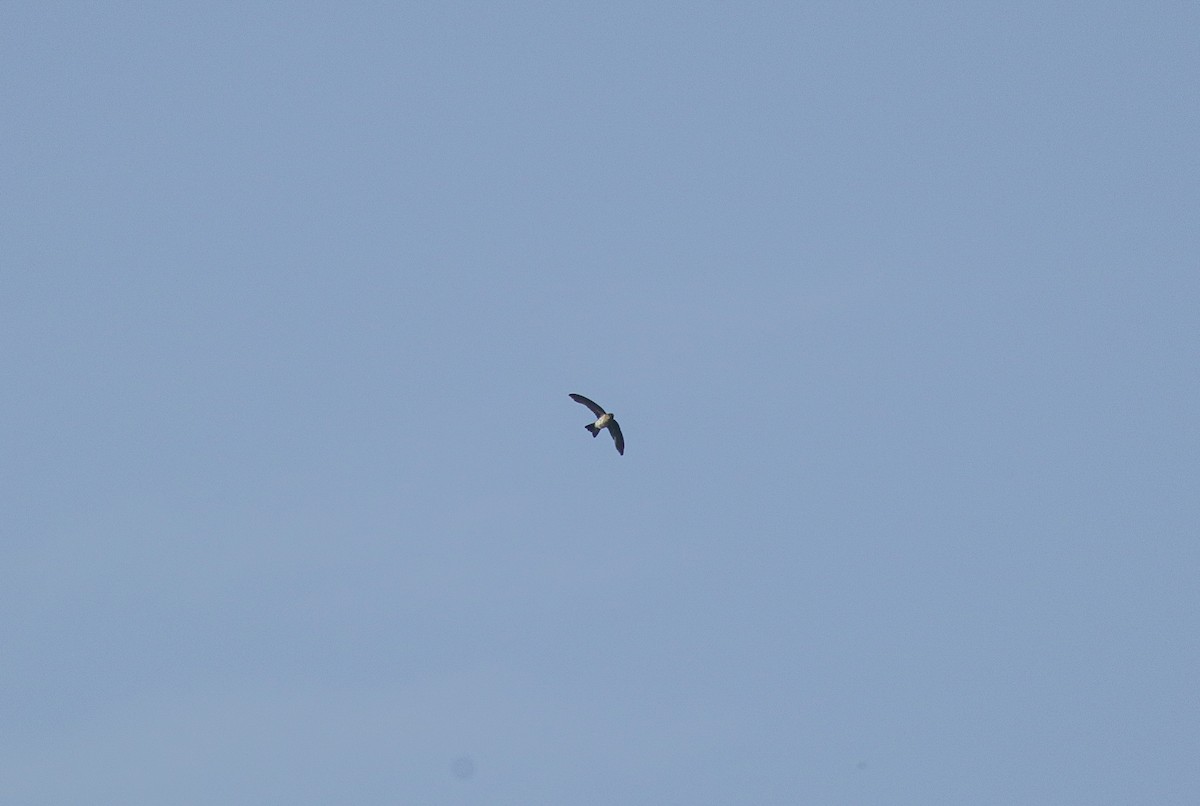 Cave Swiftlet - ML638618082