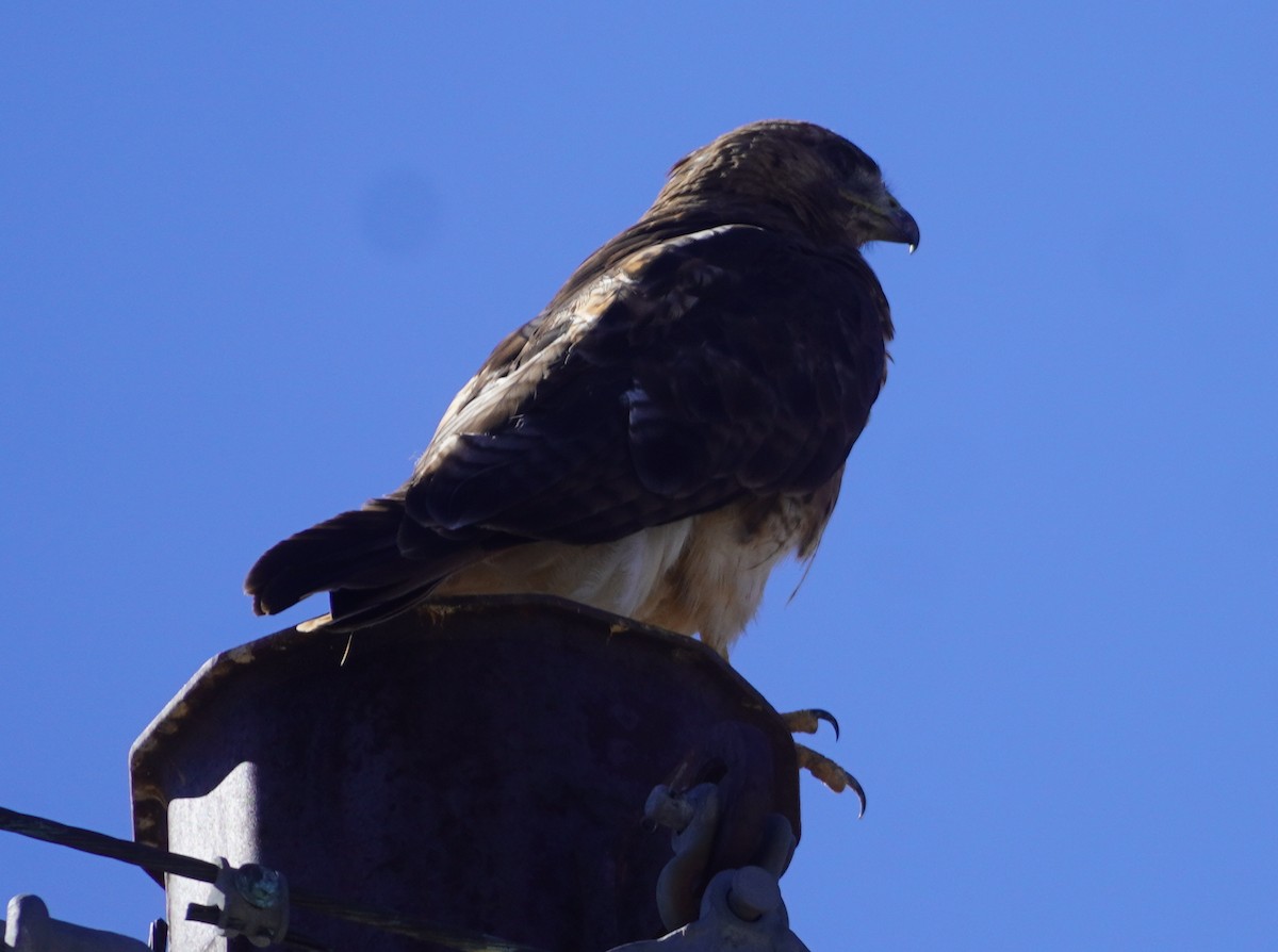 Red-tailed Hawk - ML638618083