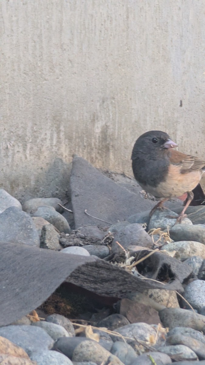 Dark-eyed Junco - ML638618111