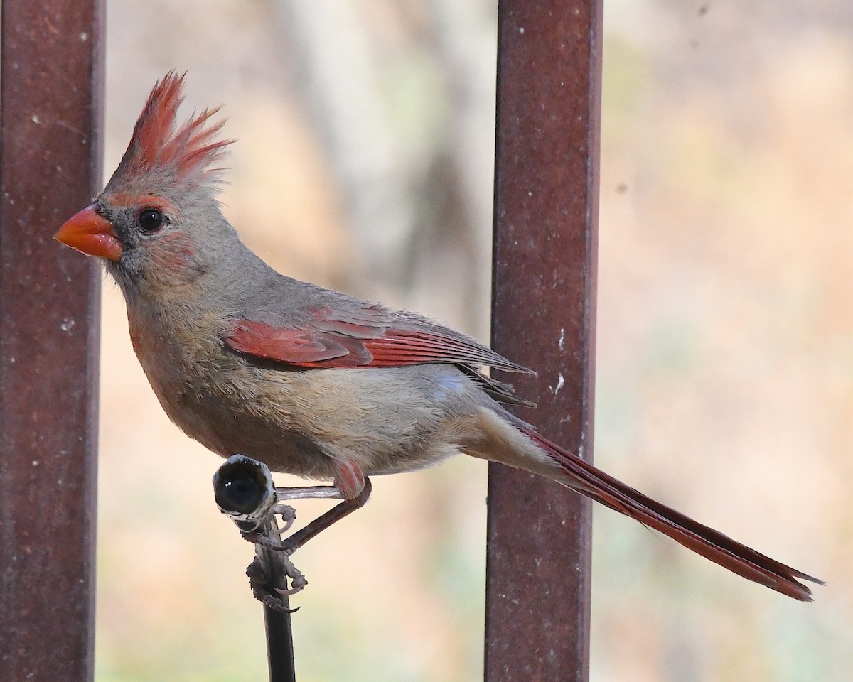 Northern Cardinal - ML638618112