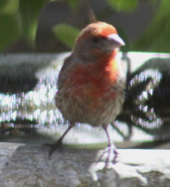 House Finch - ML638618122