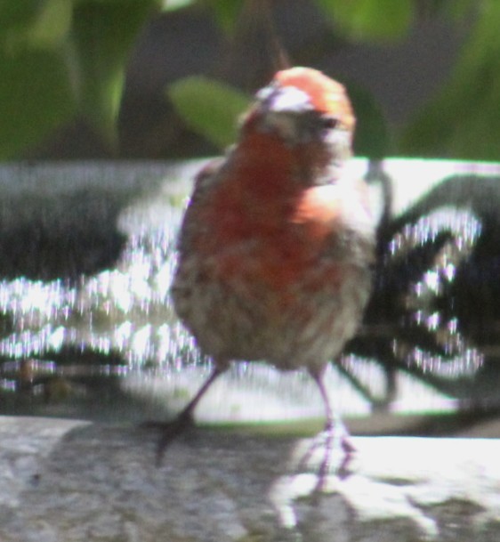 House Finch - ML638618123