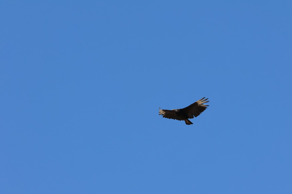 Black Vulture - ML638618129