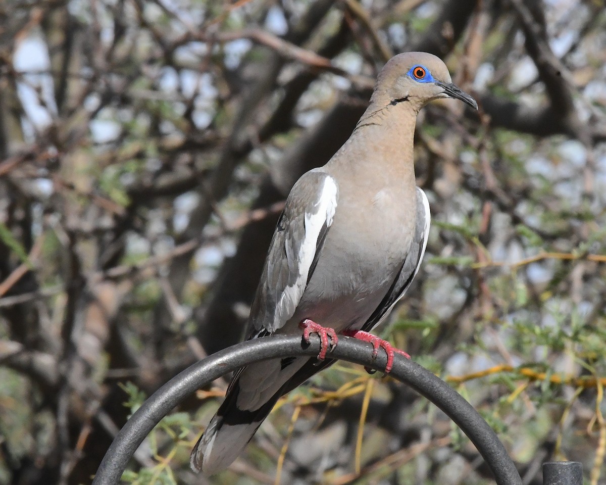White-winged Dove - ML638618179