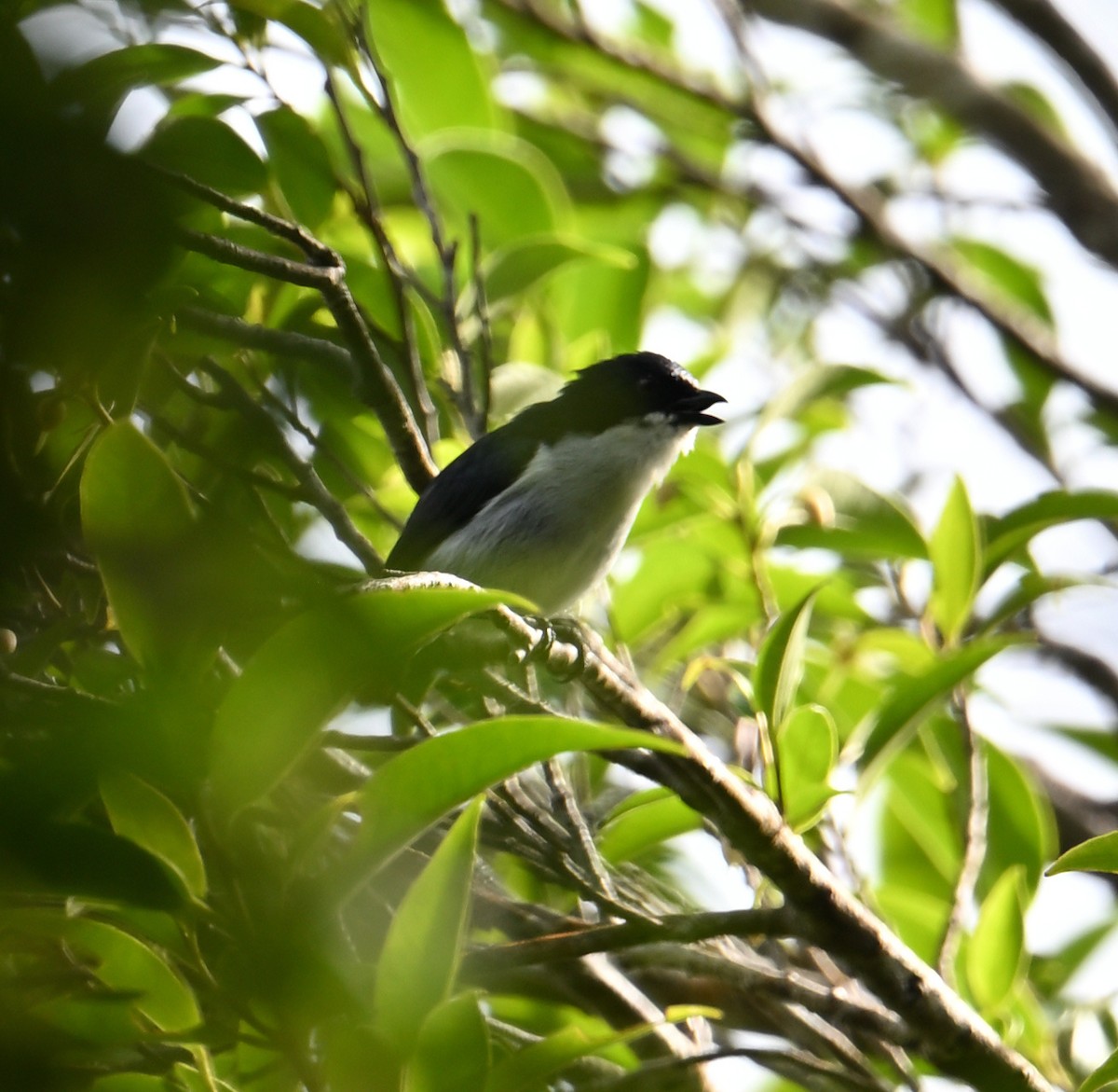 Bicolored Flowerpecker - ML638618189