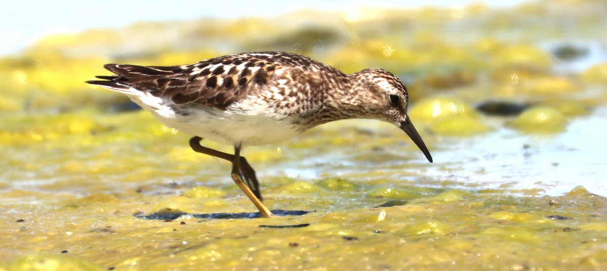 Least Sandpiper - ML638618194
