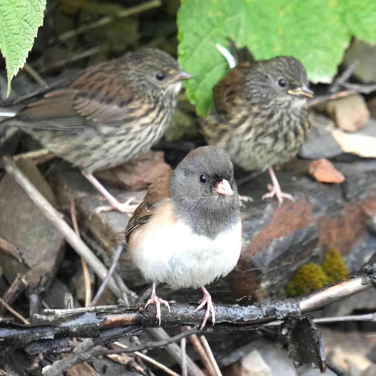 Dark-eyed Junco - ML638618196