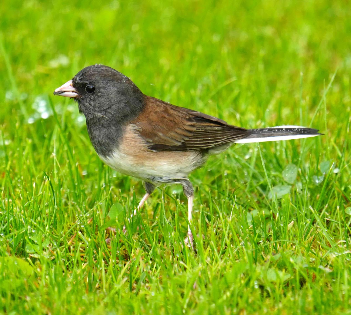 Dark-eyed Junco - ML638618202