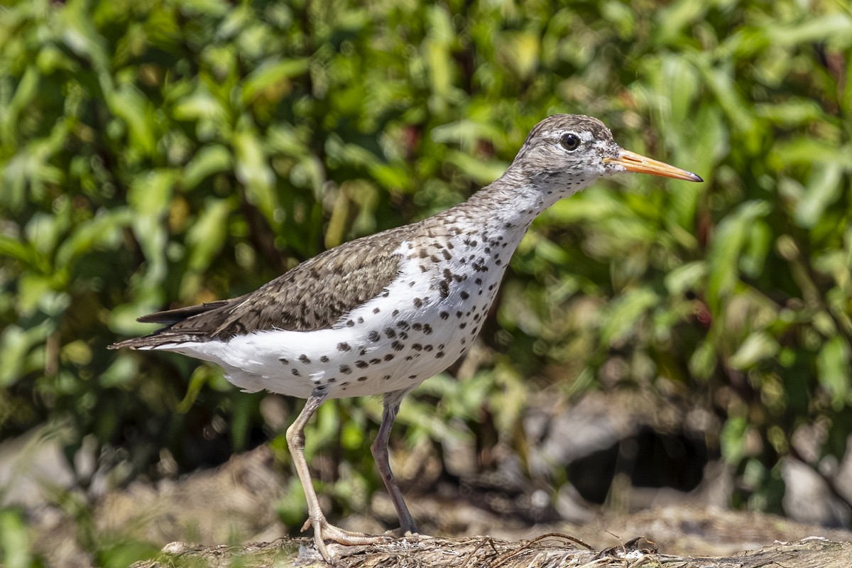 Spotted Sandpiper - ML638618204