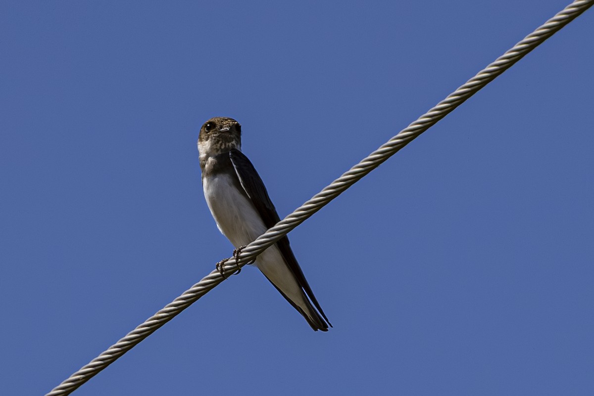 Bank Swallow - ML638618219