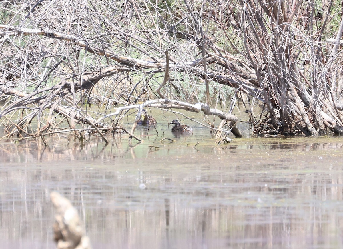 Least Grebe - ML638618229