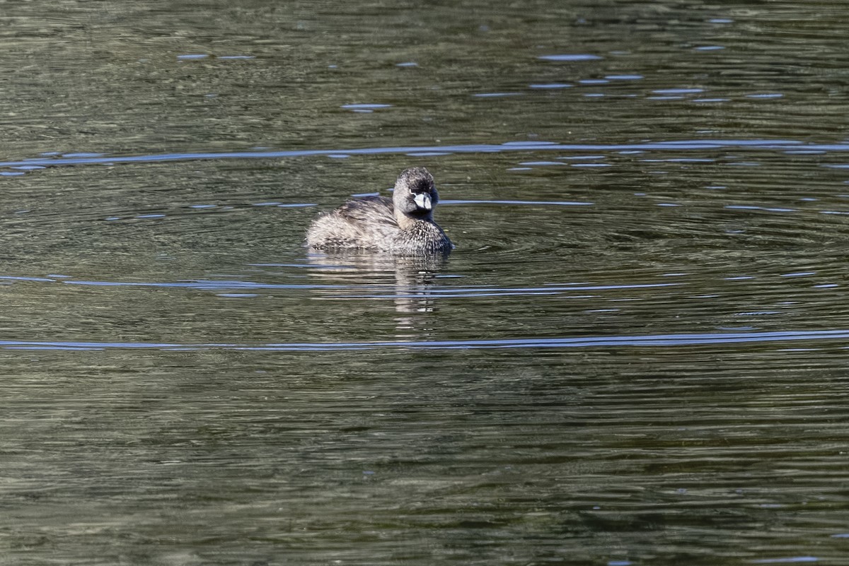 Pied-billed Grebe - ML638618248