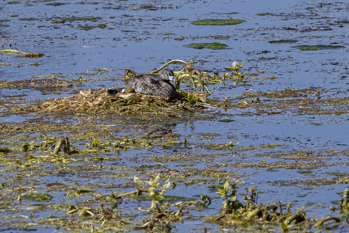 Pied-billed Grebe - ML638618249