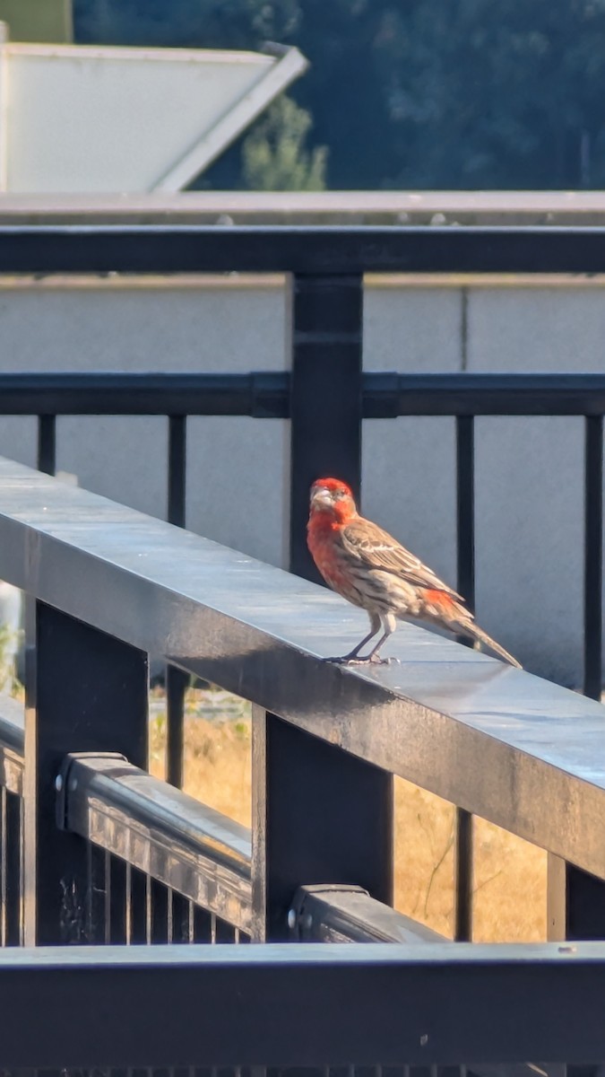 House Finch - ML638618252