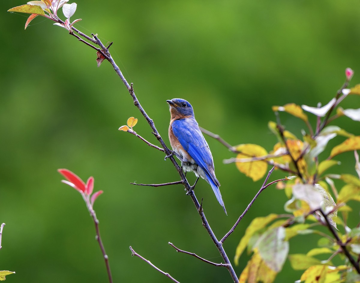 Eastern Bluebird - ML638618334