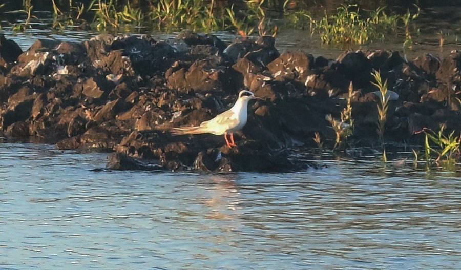 Forster's Tern - ML638618367