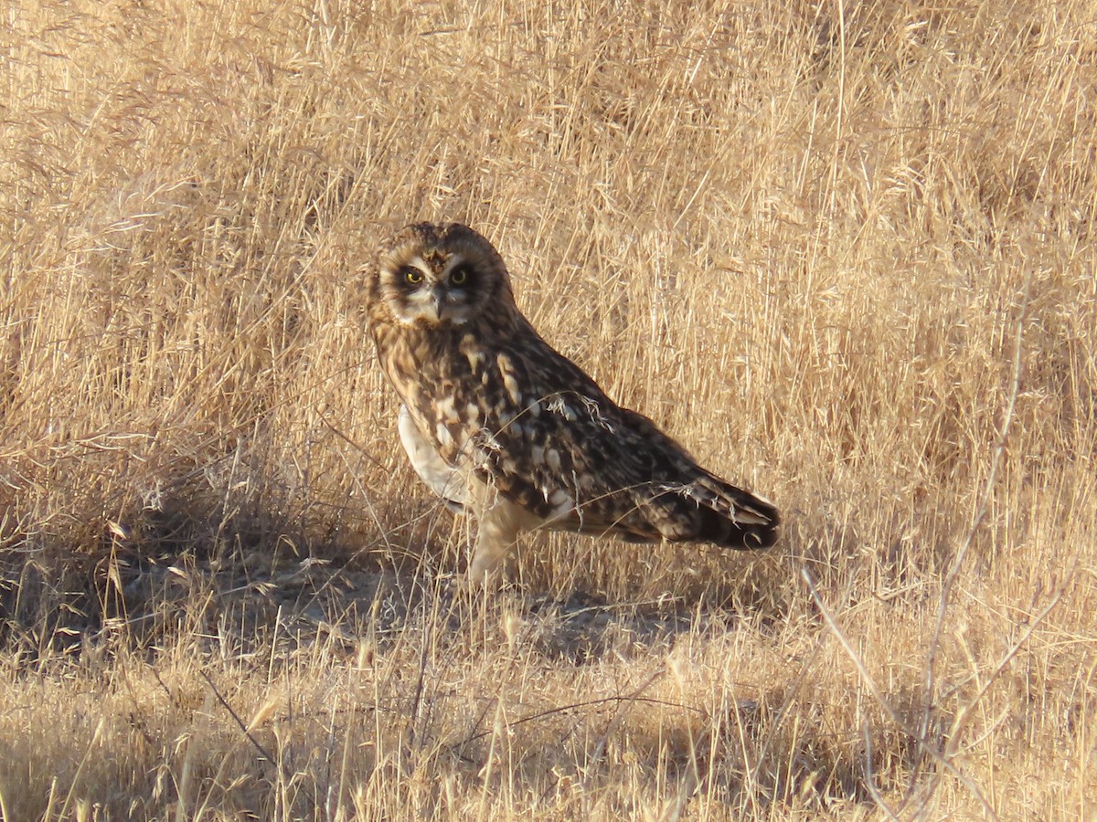 Short-eared Owl (Northern) - ML638618381