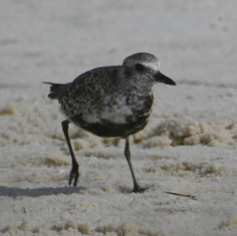 Black-bellied Plover - ML638618382
