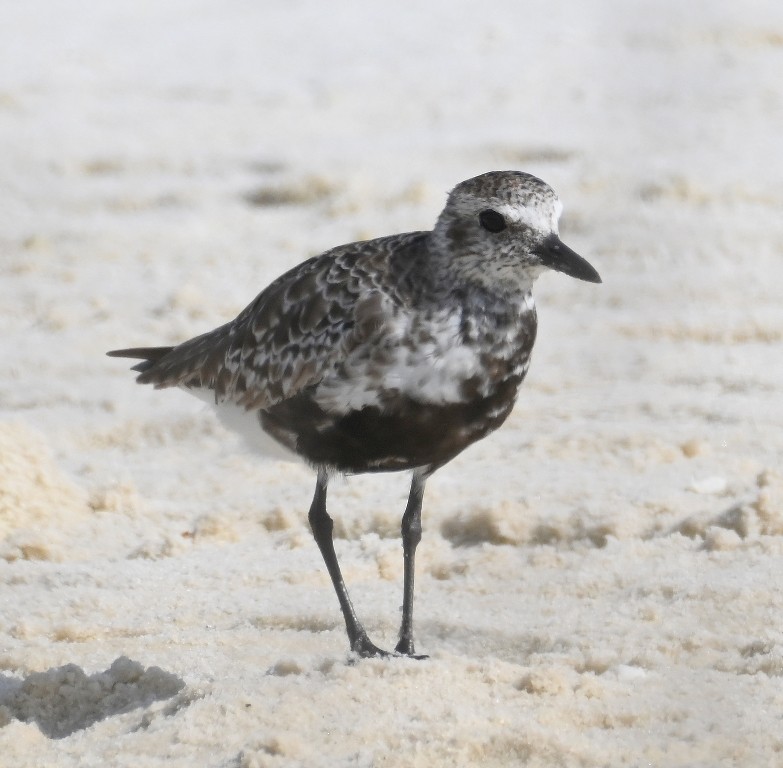 Black-bellied Plover - ML638618383