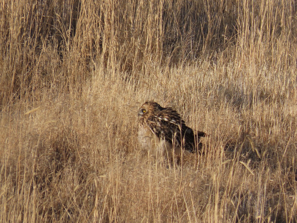 Short-eared Owl (Northern) - ML638618391