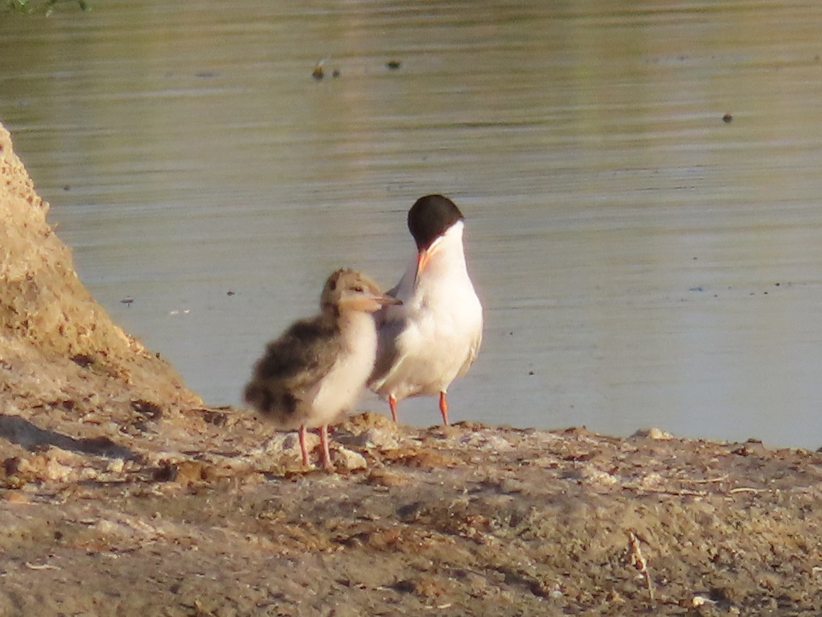 Forster's Tern - ML638618402