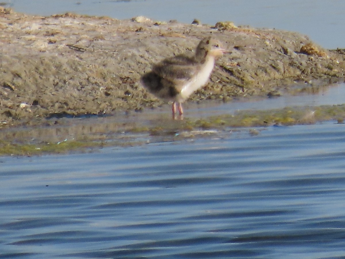 Forster's Tern - ML638618404