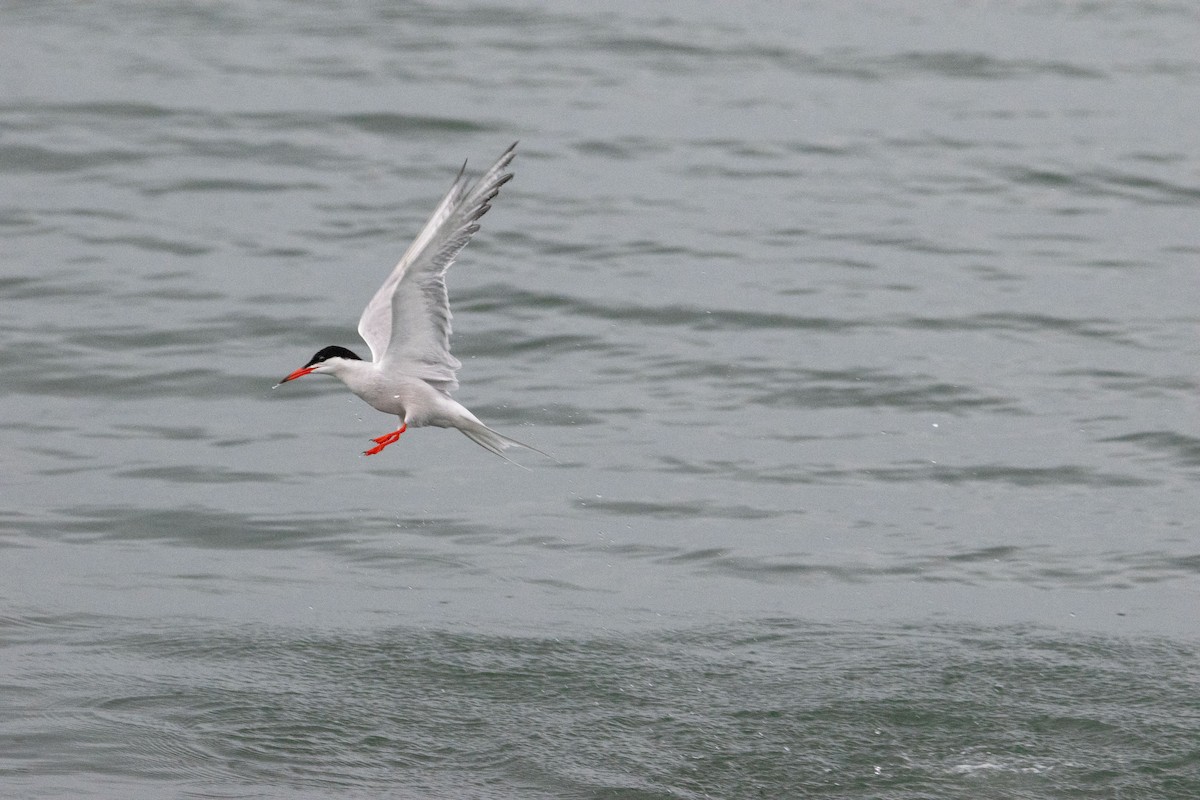 Forster's Tern - ML638618433