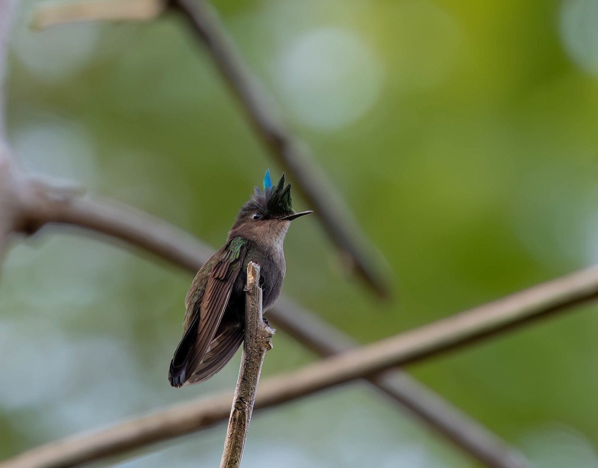 Antillenhaubenkolibri - ML638618448