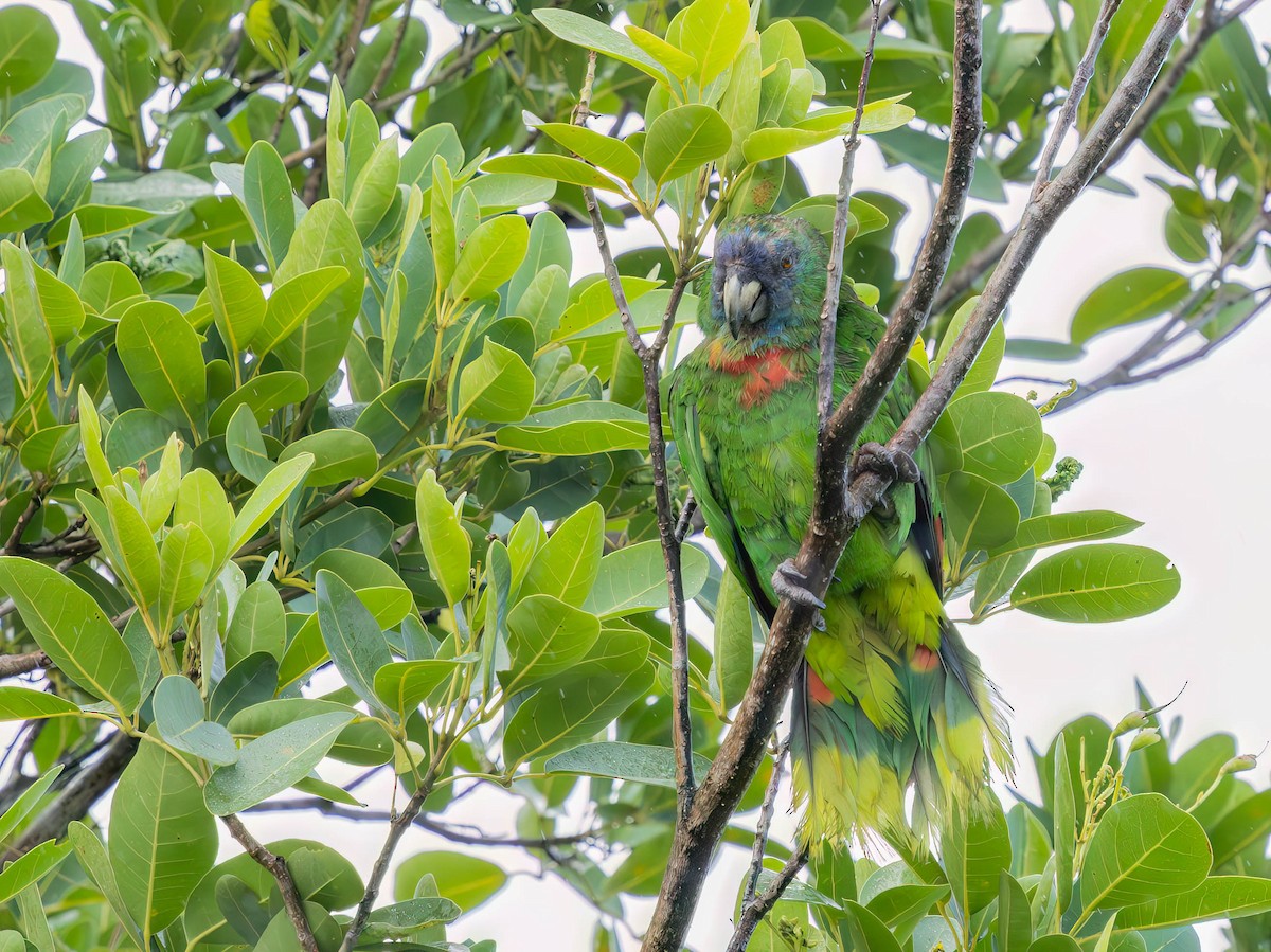 Red-necked Amazon - ML638618455