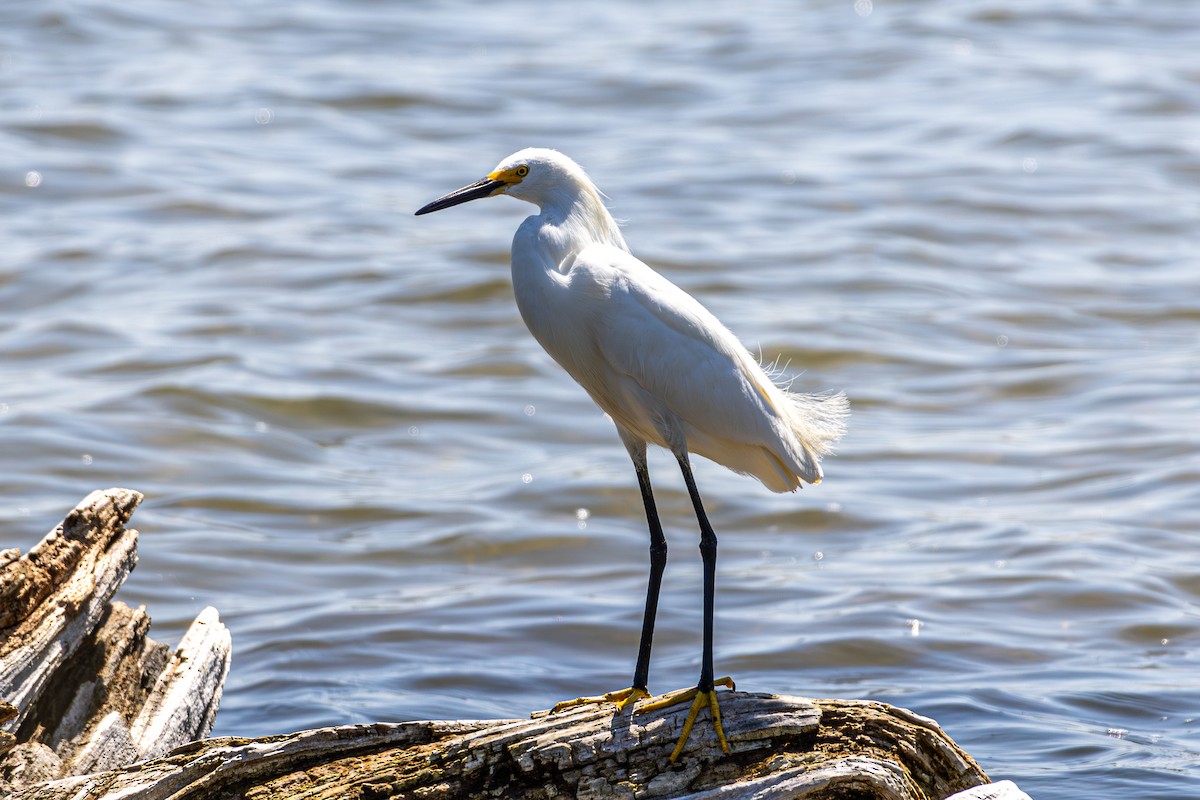 Snowy Egret - ML638618478