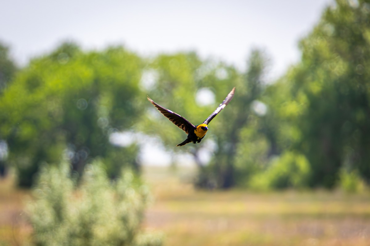 Yellow-headed Blackbird - ML638618518