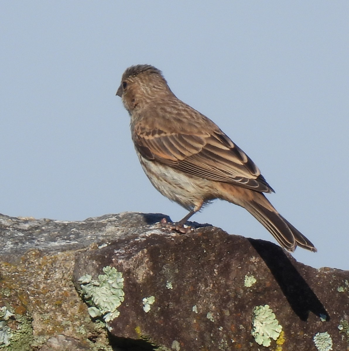 House Finch - ML638618520