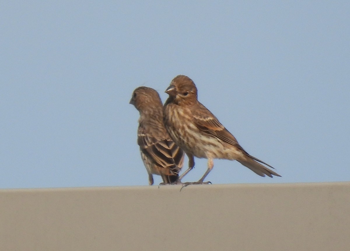 House Finch - ML638618523