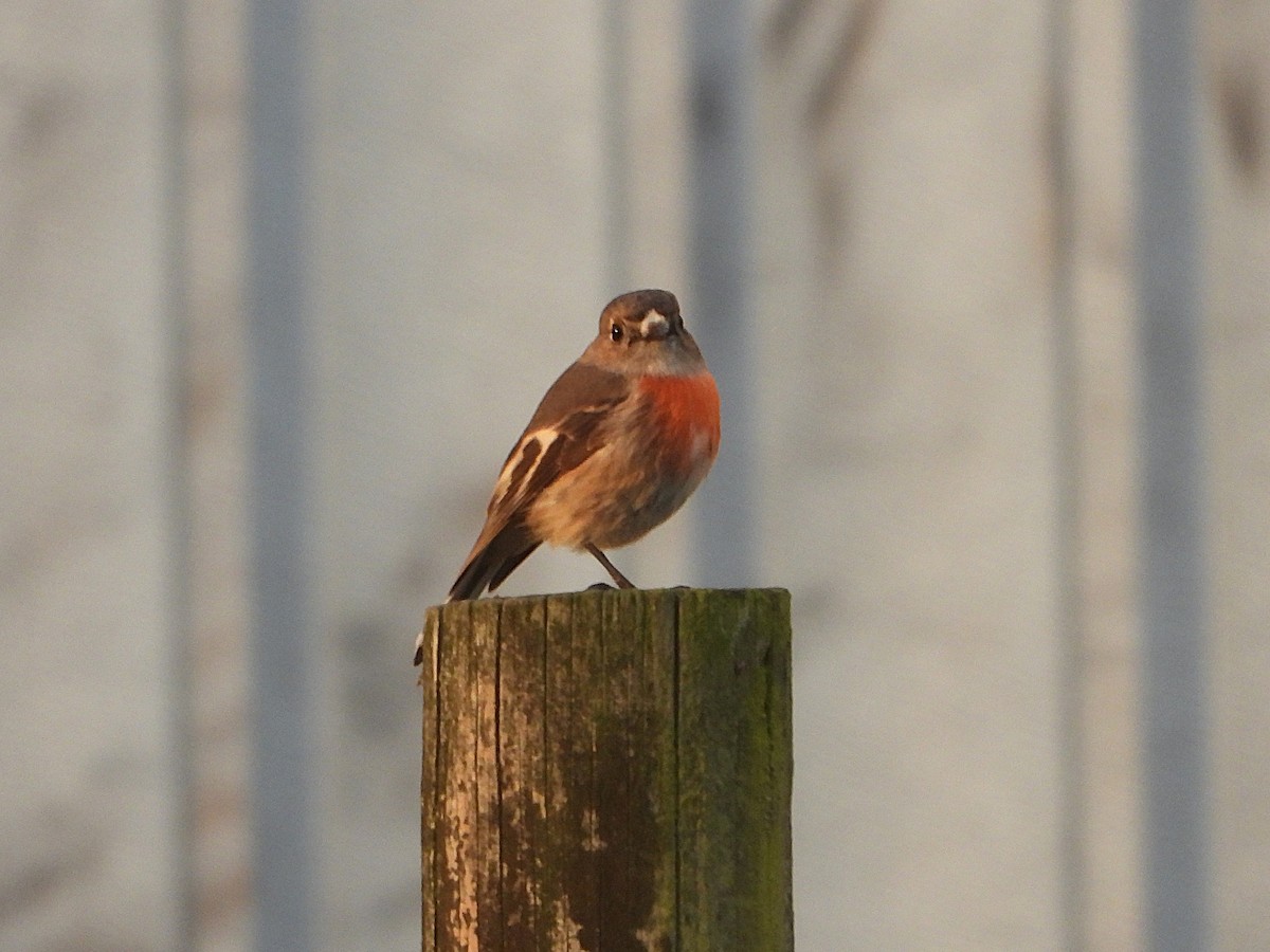 Scarlet Robin - ML638618544