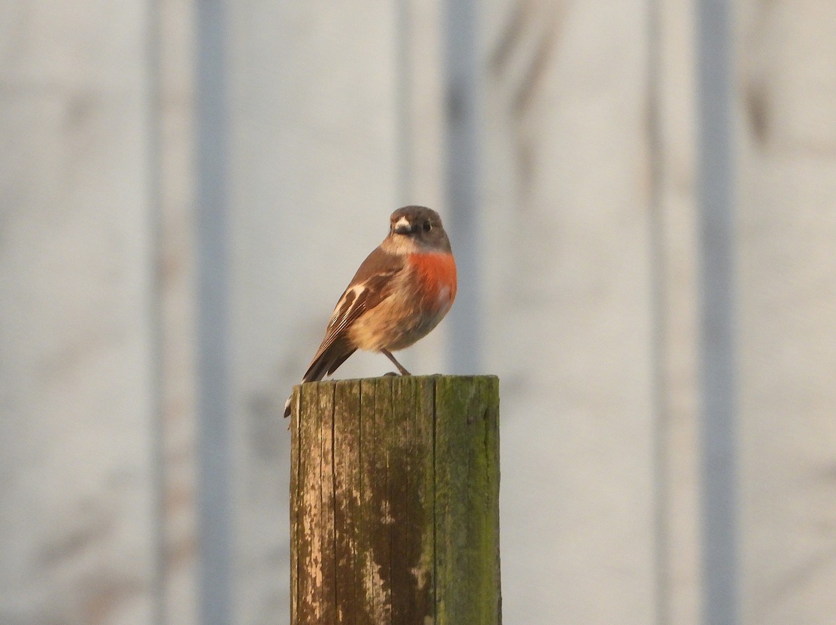 Scarlet Robin - ML638618545