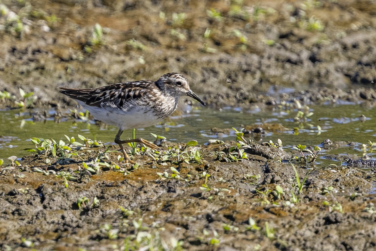 Least Sandpiper - ML638618590