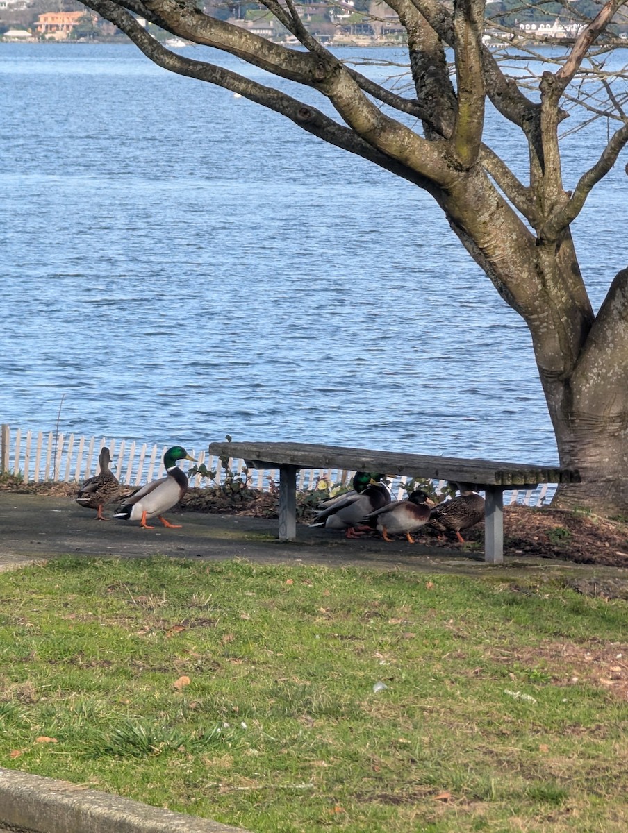 Mallard - ML638618666