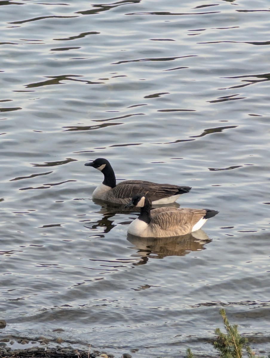 Canada Goose - ML638618676