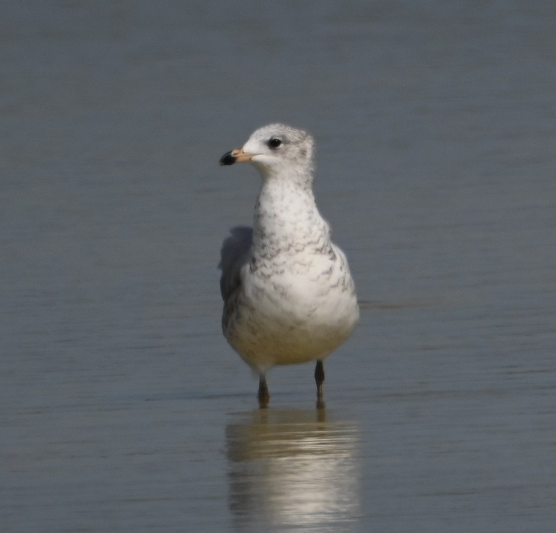 Ring-billed Gull - ML638618678