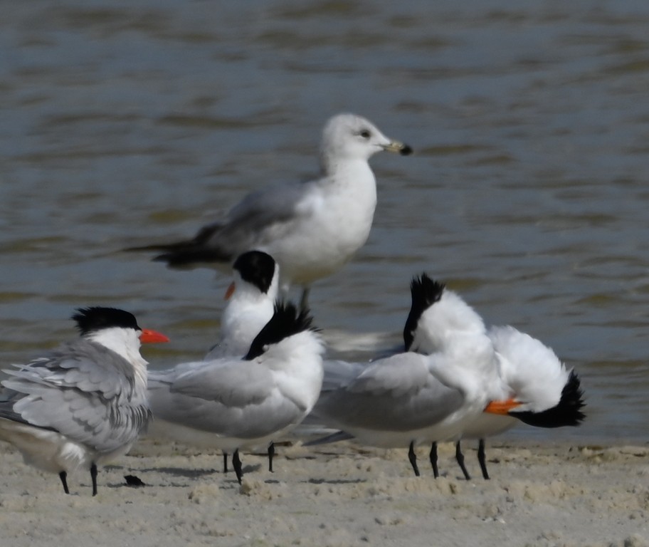 Ring-billed Gull - ML638618679