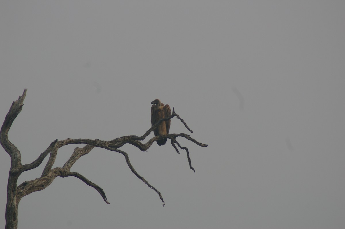 Lappet-faced Vulture - ML638618680