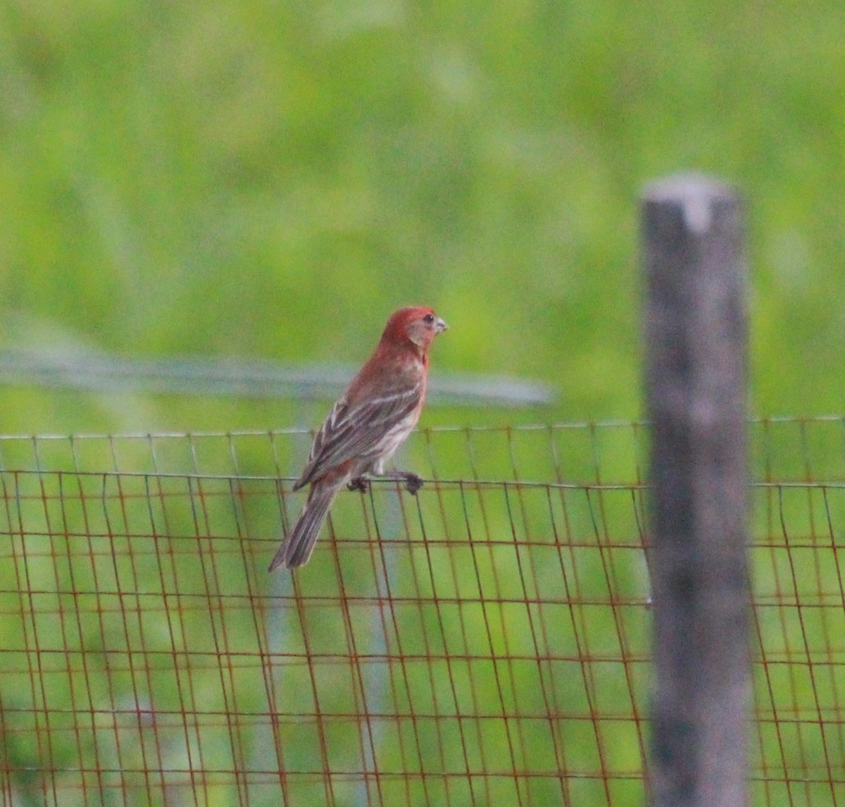 House Finch - ML638618725